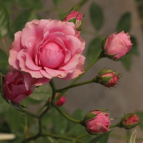 Rosa Elmshorn® - roz - Trandafir copac cu trunchi înalt - cu flori mărunți - coroană tufiș